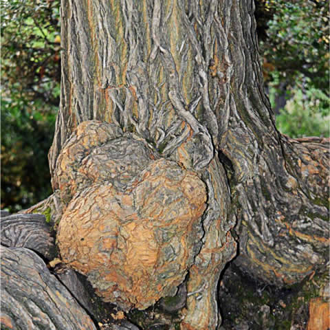 MACLURA POMIFERA