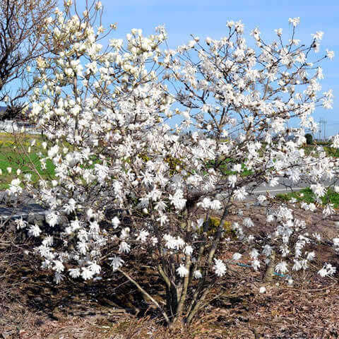 MAGNOLIA KOBUS - Magnolia Kobus