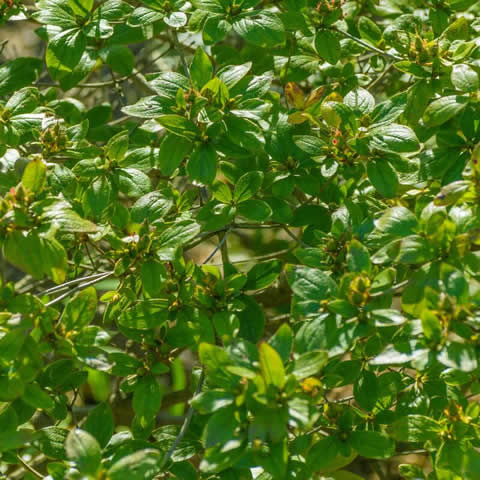MAGNOLIA KOBUS - Magnolia Kobus