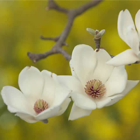 MAGNOLIA KOBUS - Magnolia Kobus