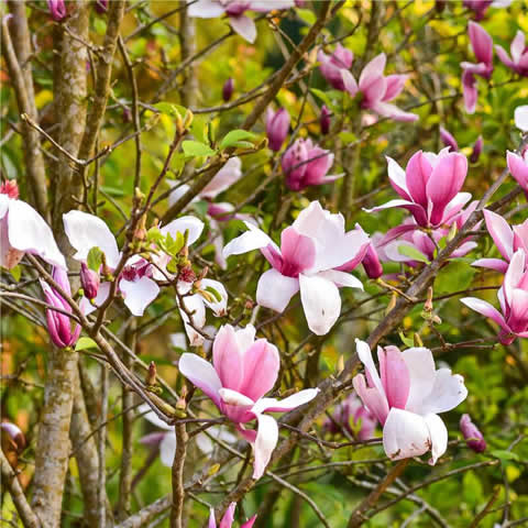 MAGNOLIA SOULANGEANA - Magnolio chino