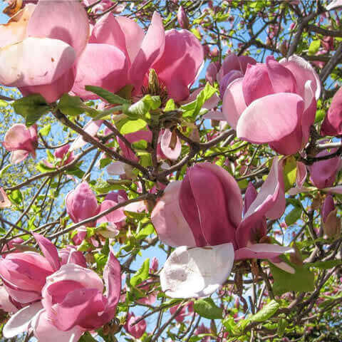 MAGNOLIA SOULANGEANA - Magnolio chino