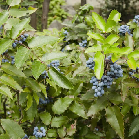 MAHONIA AQUIFOLIUM - Uva de Oregn