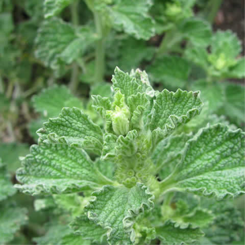 MARRUBIUM VULGARE - Marrubio blanco