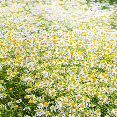 MATRICARIA RECUTITA - German Chamomile