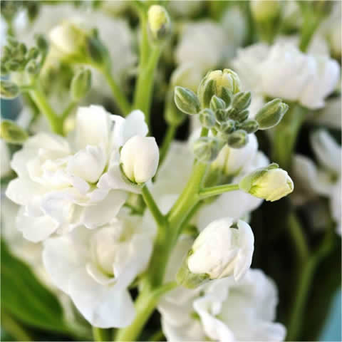 MATTHIOLA INCANA Ten Week - Alheli cuarenteno