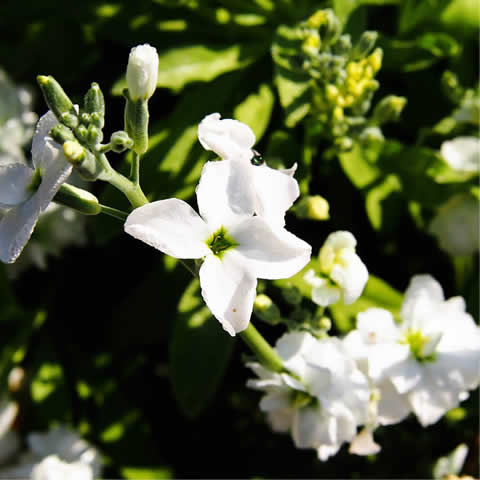 MATTHIOLA INCANA Ten Week - Alheli cuarenteno
