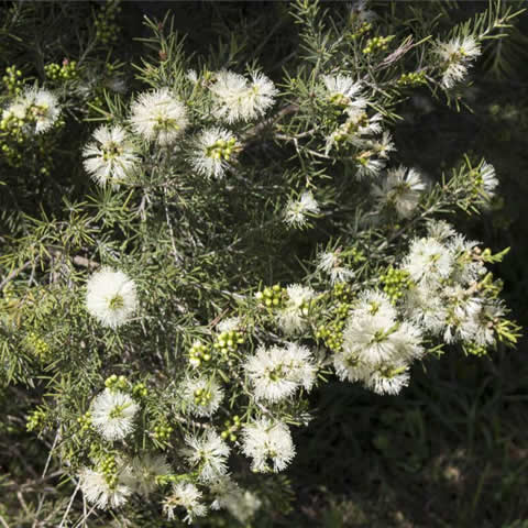 MELALEUCA ACUMINATA - Mallee Honeymyrtle