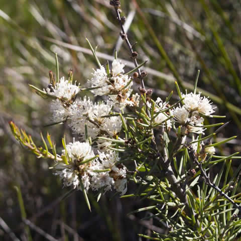 MELALEUCA ACUMINATA - Mallee Honeymyrtle
