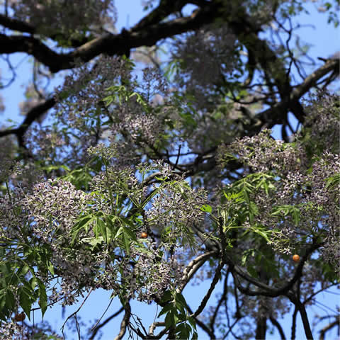 MELIA AZEDARACH - Lilas des Indes