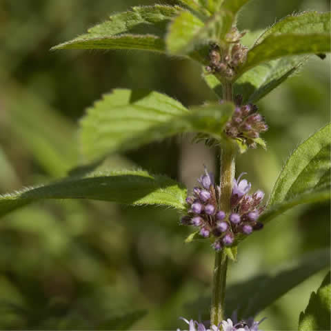 MENTHA PULEGIUM - Menta poleo #2