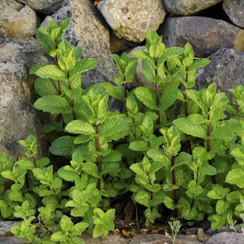 MENTHA SPICATA - Menthe verte #2