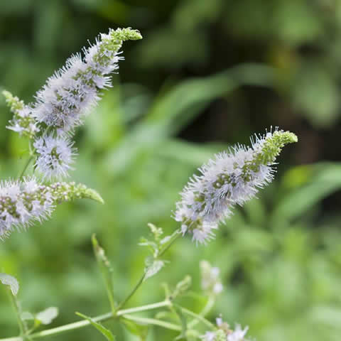 MENTHA SPICATA - Hierbabuena