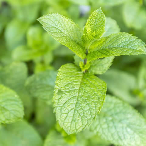 MENTHA SPICATA - Hierbabuena
