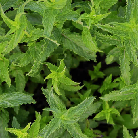 MENTHA x PIPERITA - Menta piperita