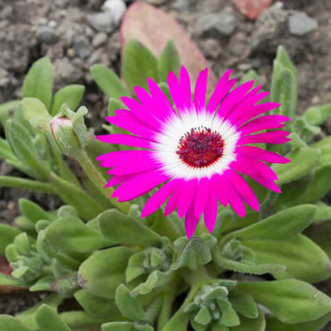 MESEMBRYANTHEMUM CRYSTALLINUM - Hierba escarchada