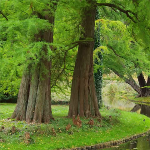 METASEQUOIA GLYPTOSTROBOIDES - Secuoya del amanecer