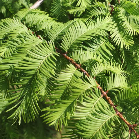 METASEQUOIA GLYPTOSTROBOIDES - Secuoya del amanecer