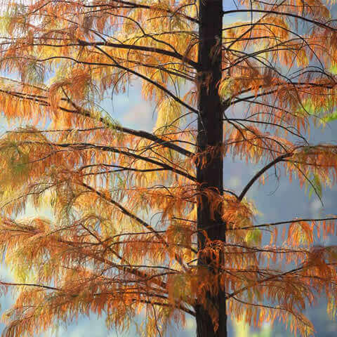 METASEQUOIA GLYPTOSTROBOIDES - Secuoya del amanecer