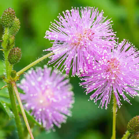 MIMOSA PUDICA - Sensitive plant