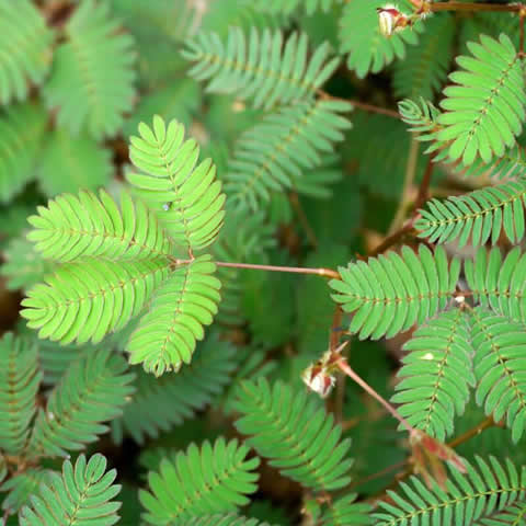 MIMOSA PUDICA - Sensitiva