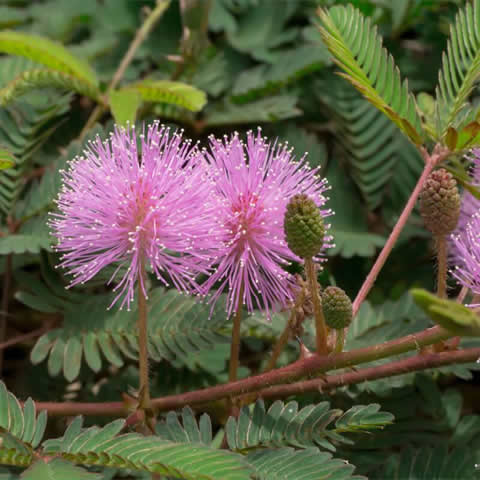 MIMOSA PUDICA - Sensitiva