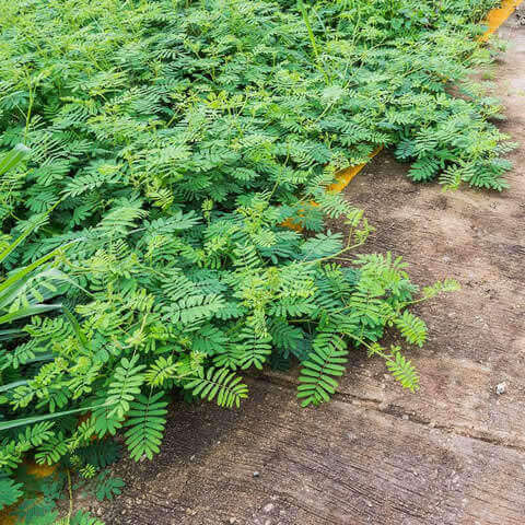 MIMOSA PUDICA - Sensitive plant