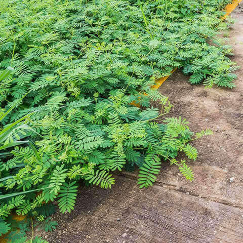 MIMOSA PUDICA - Sensitiva