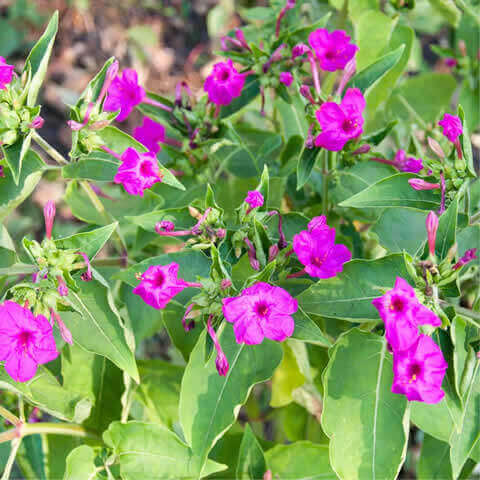MIRABILIS JALAPA - Dondiego de noche