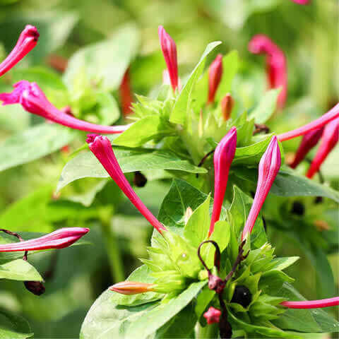 MIRABILIS JALAPA - Dondiego de noche