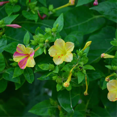 MIRABILIS JALAPA - Dondiego de noche