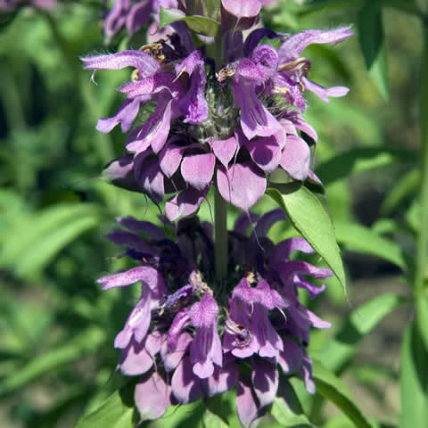 MONARDA CITRIODORA - Lemon Beebalm