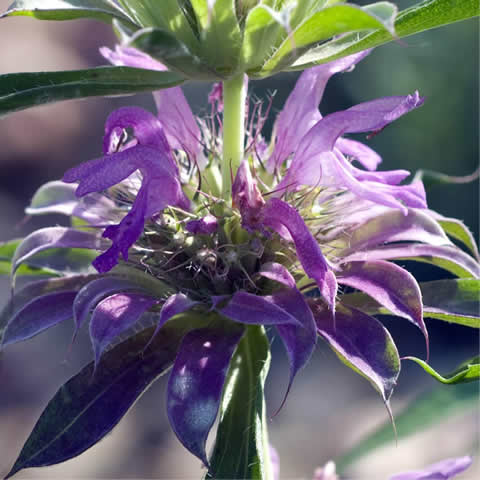 MONARDA CITRIODORA - Blsamo abeja limn