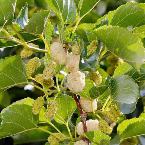 MORUS ALBA - White Mulberry