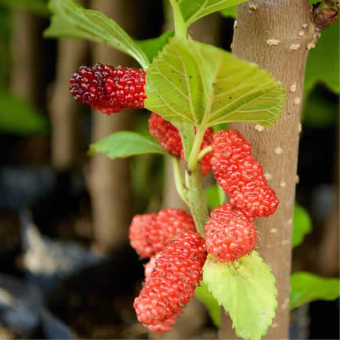 MORUS ALBA - White Mulberry