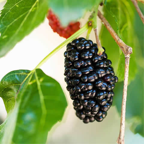 MORUS NIGRA - Black Mulberry