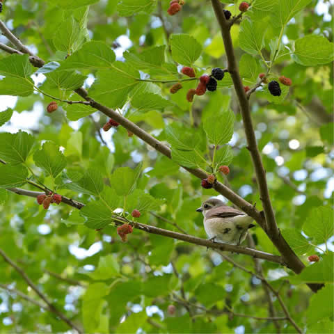 MORUS NIGRA - Black Mulberry