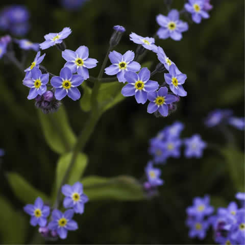 MYOSOTIS ALPESTRIS Royal Indigo Blue - Nomeolvides