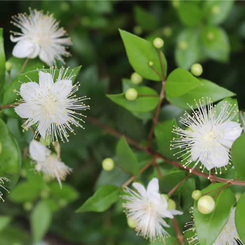 MYRTUS COMMUNIS - Common Myrtle