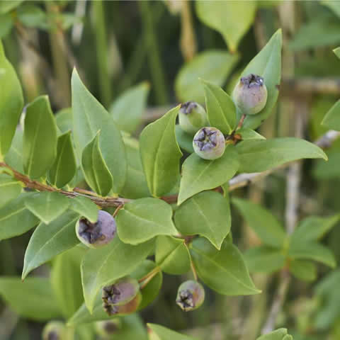 MYRTUS COMMUNIS - Mirto