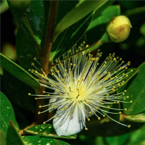 MYRTUS COMMUNIS - Mirto