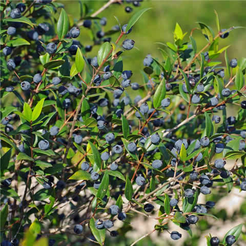 MYRTUS COMMUNIS - Mirto