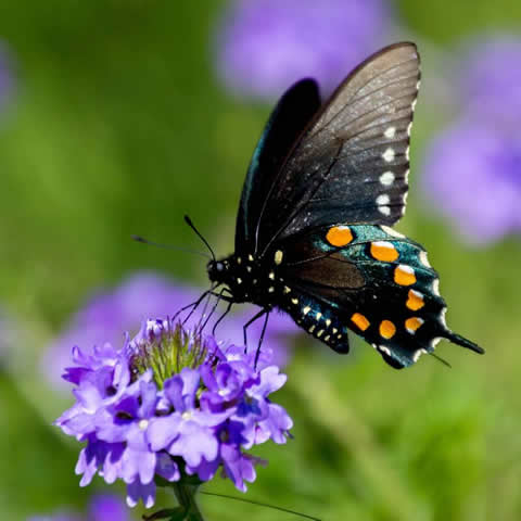 Mariposas - Mezcla de flores
