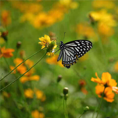 Mariposas - Mezcla de flores