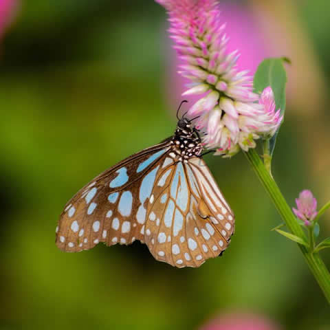 Mariposas - Mezcla de flores