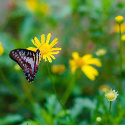 Mariposas - Mezcla de flores