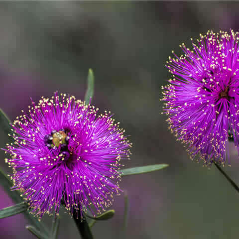 MELALEUCA NESOPHILA - Showy Honey Myrtle