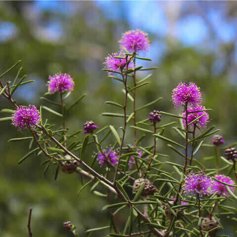 MELALEUCA NESOPHILA - Showy Honey Myrtle