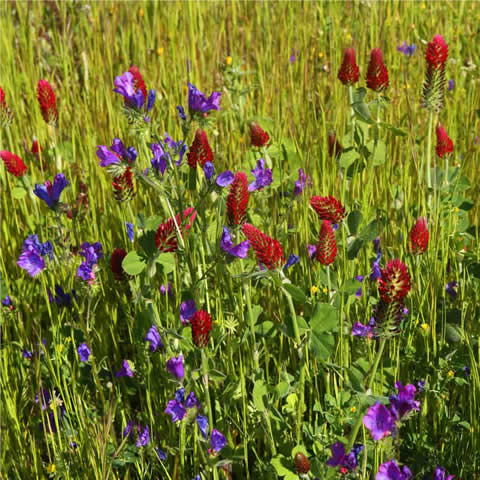 Melferas - Mezcla para abejas (Organic seeds)