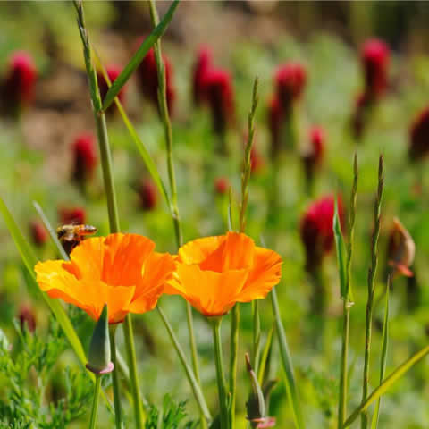 Melferas - Mezcla para abejas (Organic seeds)